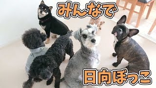 みんなで日向ぼっこ 【ひみつきちなう！③】2019年4月18日