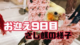 オカメインコ牛若丸お迎え9日目　さし餌の様子