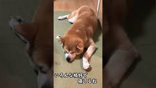 秋田犬の可愛い寝顔といろんな寝姿【秋田犬ゆう太】#shorts