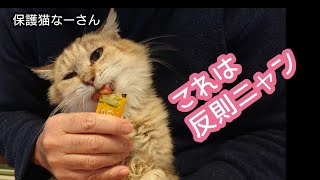 第50話.保護猫なーさん ガリガリだった元野良猫を抱っこしたいけど...