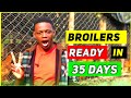 How to make Broiler Starter Mash To Broiler Finisher Mash( Broiler Feeds )