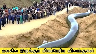 இதுவரை கண்டுபிடிக்கப்பட்ட மிகப்பெரிய  மான்ஸ்டர்கள் - Largest Amazon Monsters Ever Discovered