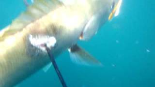 Spearfishing a 7 kg cape salmon(geelbek)