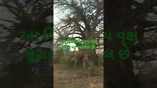 વિશાળ કાય વૃક્ષ સુરત || કોઝવે || causeway big tree || Surat ||