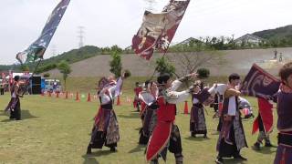 吉祥桜樹．第１１回みやこ姫よさこい祭りパレード会場