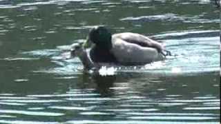 DUCKS MATING. Male forces female under water, bites back of head.