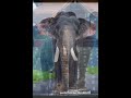 കേരളത്തിൻ്റെ സ്വന്തം 10 ഗജസുന്ദരവീരന്മാർ🐘❤️‍🔥. elephant animal fyp youtube trending aana songs