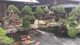 Contemporary Bonsai Visits Shunkaen Bonsai Museum Japan 2017