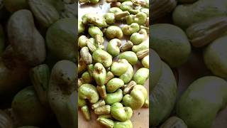 Desi Style Cashew Nut Cutting |  ପୁରା ଦେଶୀ ଜୁଗାଡ #cashew #cashewnut #cashewnutcutting