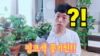 초보식물남자는 또 뭘 샀을까? 봄맞이 식물(화초) 택배 언박싱...☆