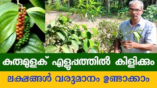 വിജയൻ മാസ്റ്റർ കുരുമുളക് കായ്പ്പിക്കുന്ന രീതി | സ്ഥലം ഒരു പ്രശ്നം അല്ല | Kerala