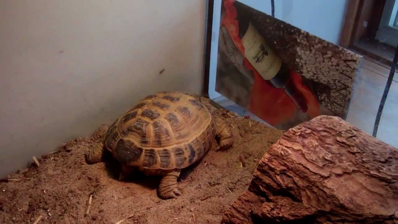 Basic Russian Tortoise Care - YouTube