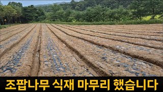 조팝나무 농사 마무리