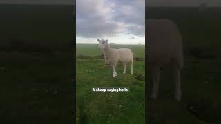 Talking sheep