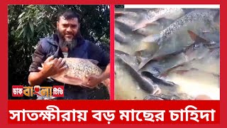 সাতক্ষীরায় বড় মাছের চাহিদা থাকালেও ভালো দাম পাচ্ছে না মৎস্য চাষিরা আব্দুর  রশিদঃ সাতক্ষীরা সদর