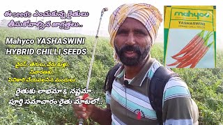 Mahyco YASHASWINI HYBRID CHILLI SEEDS Seeds గురించి పూర్తి వివరాలు రైతు మాటలో..