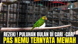 REZEKI PULUHAN BULAN ! CARI² BURUNG LANGKA SEPERTI INI GAK DAPET ! PAS NEMU TERNYATA MEWAH