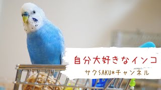 vol.216『自分大好きなインコ』お喋りインコのサクちゃん