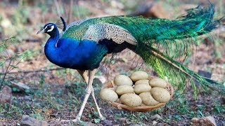 Mom Peacocks Laying Eggs And Hatching To Many Chicks