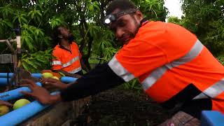 Honey Gold mango harvest, Katherine, Northern Territory, 2022