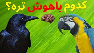 کلاغ از طوطی باهوش تره!؟؟