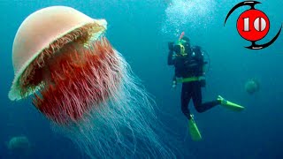 10 อันดับแมงกะพรุนที่ใหญ่ที่สุดในโลก / Top 10 Largest Jellyfish in the World