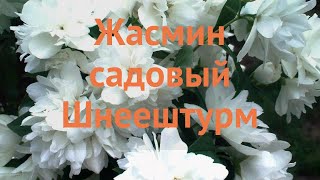 Жасмин садовый Шнеештурм (schneesturm) 🌿 обзор: как сажать, саженцы жасмина Шнеештурм