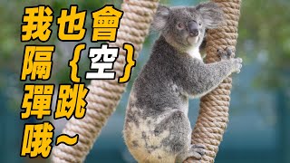 啊！我的鏡頭隨著「無尾熊」跳來跳去？😂  My Lens jumping with Koala