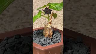 🖤❤️⭐️  A succulent with maroon-black star-shaped flowers!  Gonolobus cyclophyllus 😍