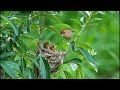 粉紅鸚嘴 餵食及吃掉糞囊 vinous throated parrotbill