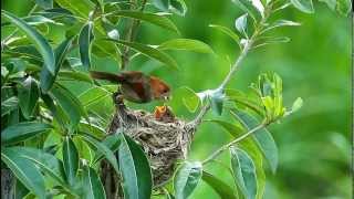 粉紅鸚嘴 餵食及吃掉糞囊  Vinous-throated Parrotbill