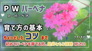 「バーベナ」を基本通りにちゃんと育てる方法。「原点回帰 」園芸を始めたばかりの初心者さんにも、分かり易いように1から説明します。