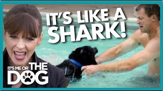 Can Canine 'Jaws' Learn to Stop Attacking Swimmers? | It's Me or The Dog USA