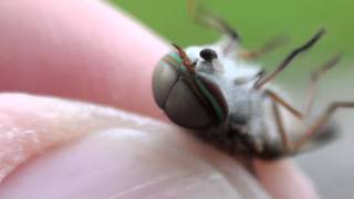 Horse Fly (Tabanidae: Tabanus) Close-up