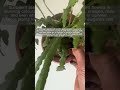 Orchid Cactus (Epiphyllum) - Everything you need to know - Likes, Dislikes, Propagation #shorts