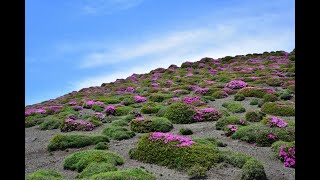 2022 5 18 霧島連山 御鉢～鹿ヶ原のミヤマキリシマ