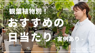 【保存版】観葉植物の種類別の日当たりについて、プロが解説！直射日光？日陰？耐陰性がある植物とは？#観葉植物 #日当たり 日当たり