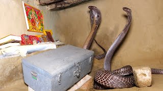 कैमरे में कैद हुआ एक और खतरनाक मंजर, घर में कैसे घात लगाए बैठा था..😱🐍 Dangerous Cobra Snake Rescue