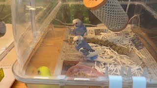 Cute parakeets and birds of a feather / Pet World / Pet Shop