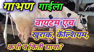 #गाभण गाईची काळजी कशी घ्यावी? गाभण गाईला खुराक किती द्यावा? 🐄🙏🙏