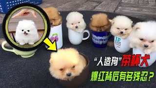 畸形的“人造狗”茶杯犬，为何被卖5万元一只，还供不应求？