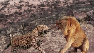 Extreme fight Big Leopard vs Lion, Wild Animals Attack