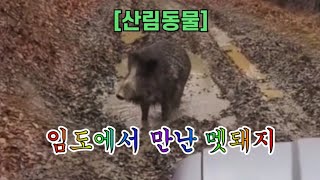 [산림동물] 임도에서 만난 멧돼지 🐗 잘 살아야 할텐데 😅