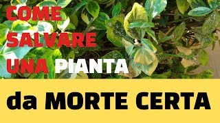 Come salvare una pianta da morte certa