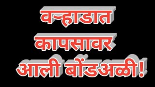 वऱ्हाडात कापसावर आली बोंडअळी!, पीकांची काळजी घ्या