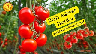 వేసవి టమోటా సాగు కోసం ఫలదీకరణ పద్ధతులు | #sustainablefarming | #tomatocultivation | #redyplast