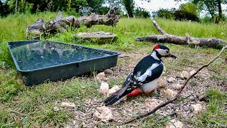 Wildlife Feeding Station LIVE | Wild Your Garden with Joel Ashton