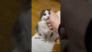 撃たれたふりをする練習をする猫に付き合わされてます。#shorts #cat #ねこ