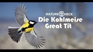 Die Kohlmeise - The Great Tit