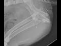 it s your case day 16 2.5 yo mn mixed breed dog with stranguria for 1 week and 1 day of dysuria